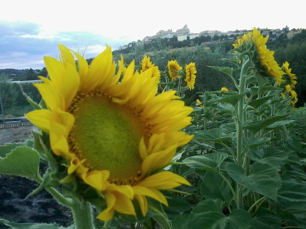 Bed And Breakfast Aratro & Rosmarino Civitanova Marche Extérieur photo
