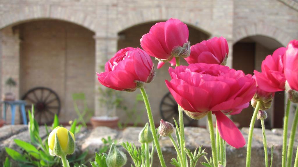 Bed And Breakfast Aratro & Rosmarino Civitanova Marche Chambre photo