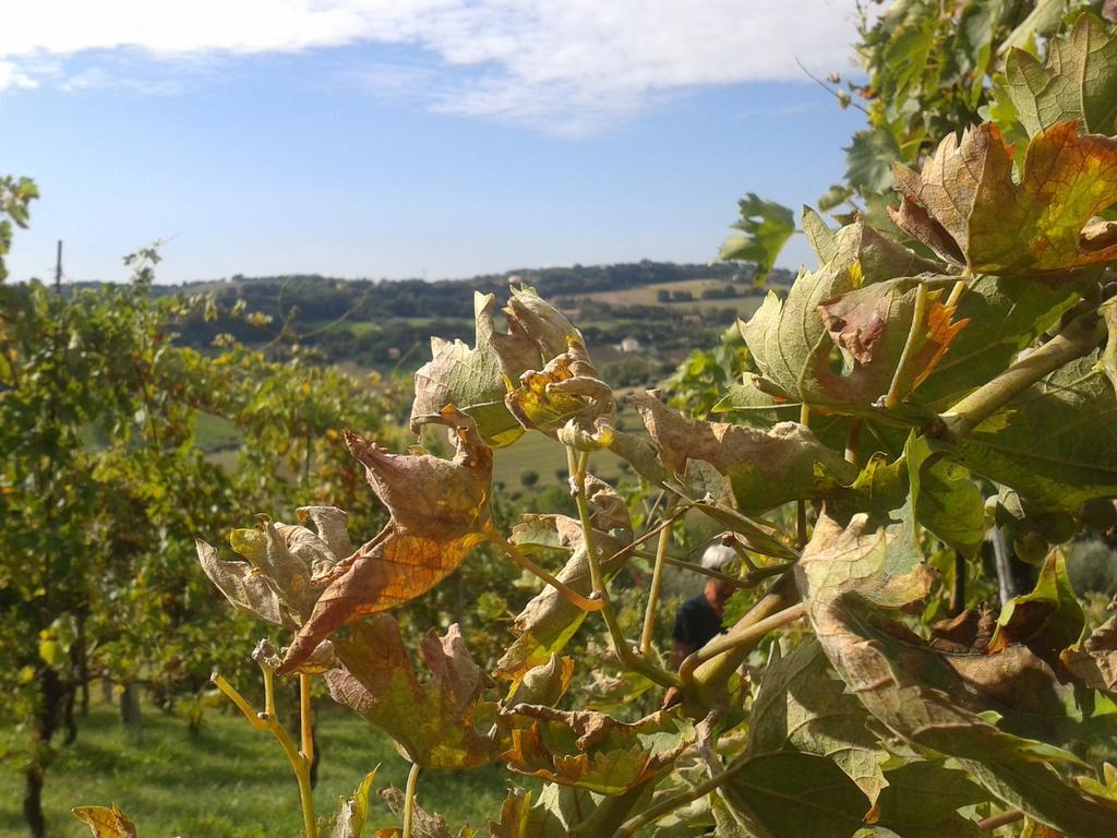 Bed And Breakfast Aratro & Rosmarino Civitanova Marche Extérieur photo